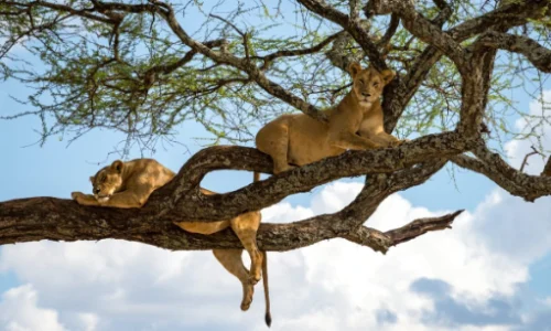 Tree climbing lions of Lake Manyara National Park
