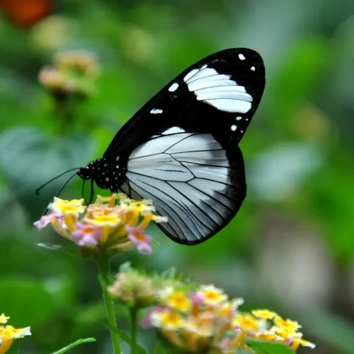 Visit to the Butterfly Centre with Kiwoito Africa Safari