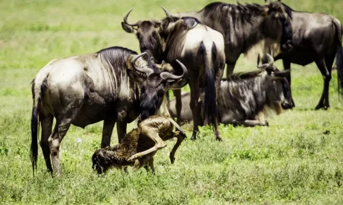 Wildebeest-Calving-Season-in-Serengeti-Tanzania