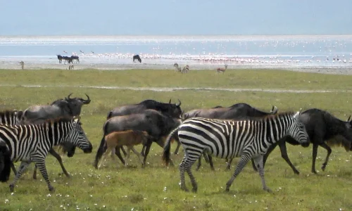 Wildebeest and Zebra near Ngorongoro Crater