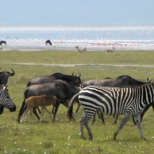 Wildebeest and Zebra near Ngorongoro Crater