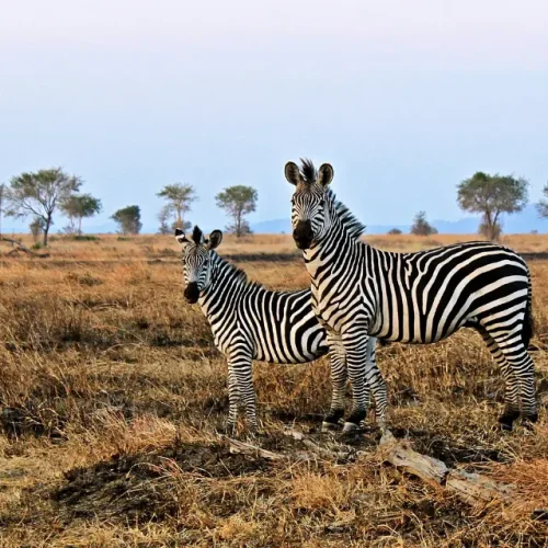 Zebra in Mikumi