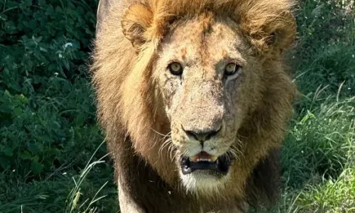 a lion in serengeti-national-park