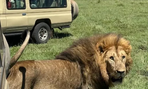 a lion in serengeti national park