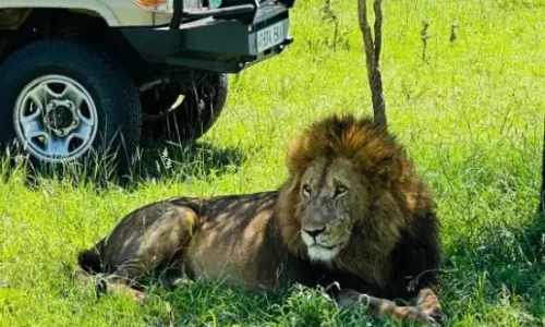 a lion resting under the shade in serengeti national park