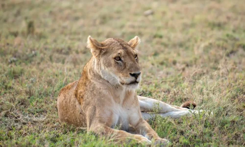 a lioness in serengeti national park