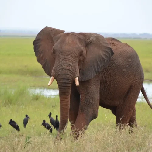 African elephants Tarangire river