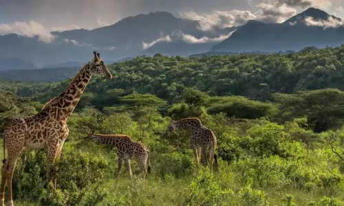 arusha national park
