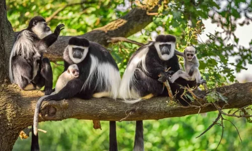 arusha national park