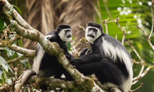 black and White monkeys Arusha National Park