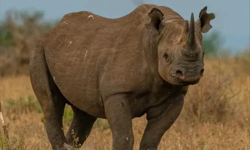 black rhino in serengeti national park