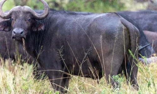 bufallo-serengeti-national-park