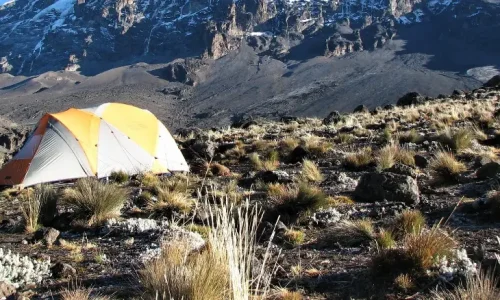 buffalo-camp-kilimanjaro