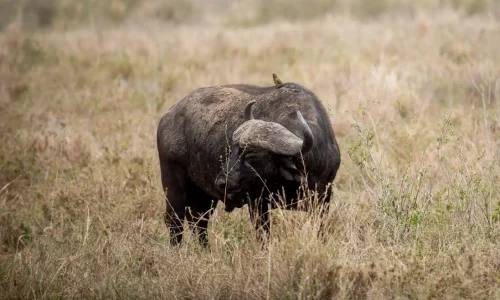 buffalo grazing in serengeti