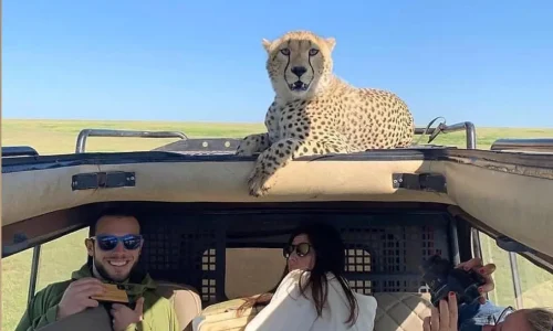 cheetah climbing a car in serengeti national park