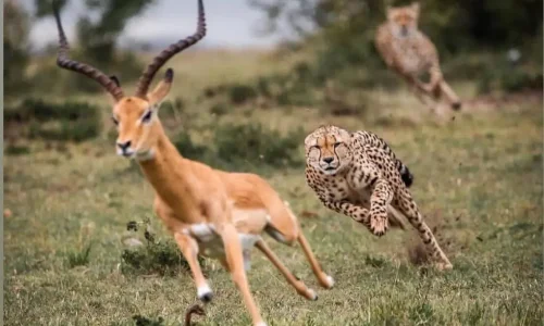 cheetah hunting an impala in serengeti national park