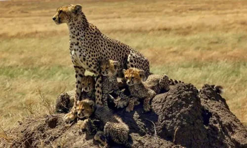 cheetah scanning the plains of serengeti on an anthill