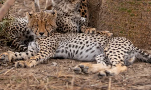cheetah sleeping in serengeti np
