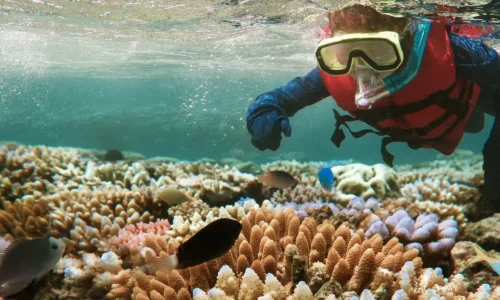 coral-reef-snorkeling-mnemba-island-zanzibar