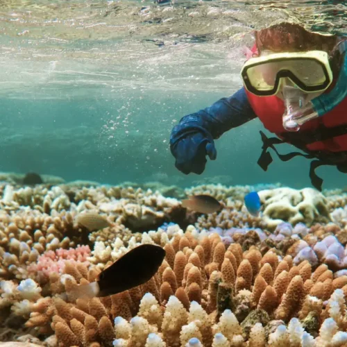 coral-reef-snorkeling-mnemba-island-zanzibar