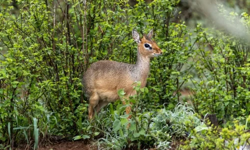 dik-dik-serengeti-national-park