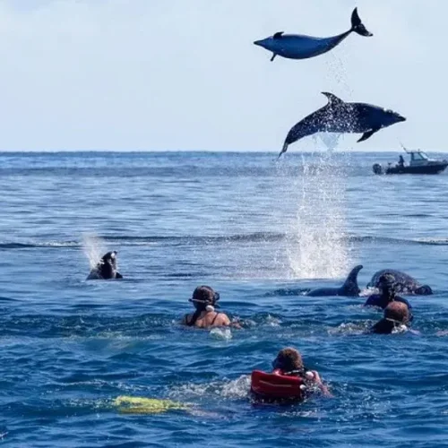 dolphin-tour-kizimkazi-coast