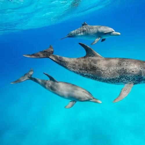 dolphin-watching-kizimkazi-zanzibar