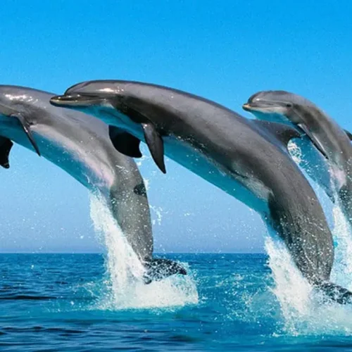 dolphins-jumping-kizimkazi