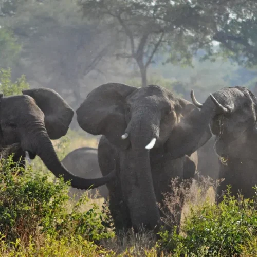Elephant herd Ruaha National Park