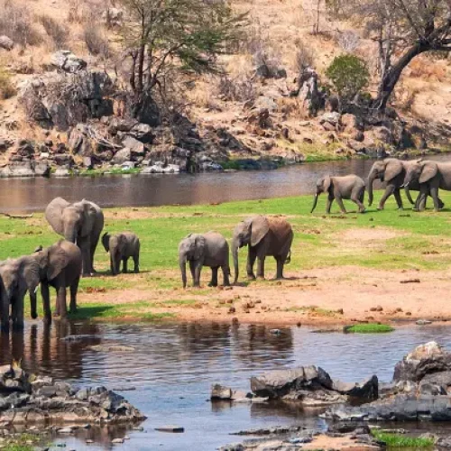 Elephant herd Ruaha National Park