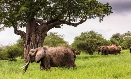 elephant-herd-tarangire-national-park