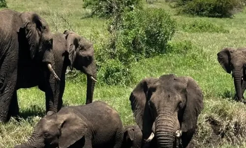 elephants taking a mud bath in serengeti-national park