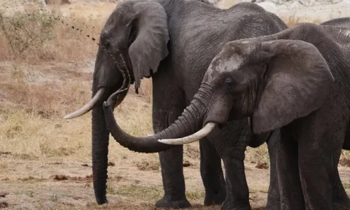 elephants taking mud birth in serengeti national park