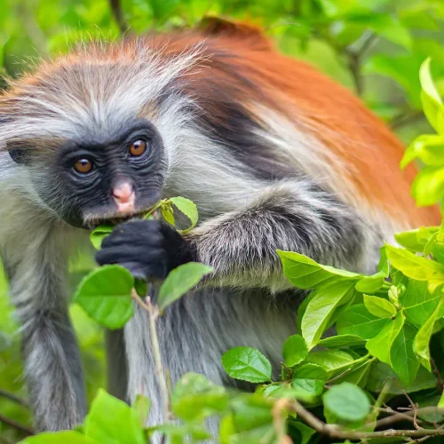 exploring-jozani-tropical-forest