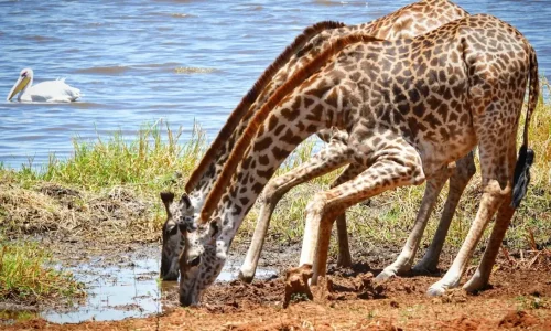 giraffe-drinking-water-tarangire-national-park