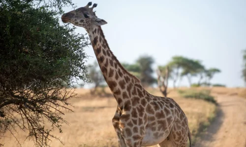 giraffe in serengeti-national park