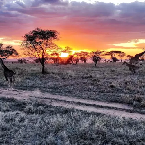 Giraffe Serengeti National Park