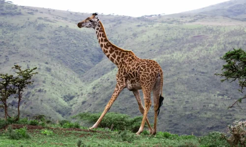 giraffe-spotting-ngorongoro-conservation-area