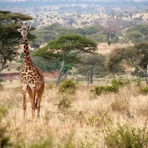 Giraffe Tarangire National Park
