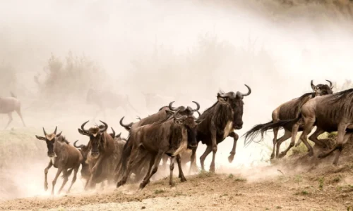 great-wildebeest-migration-experience