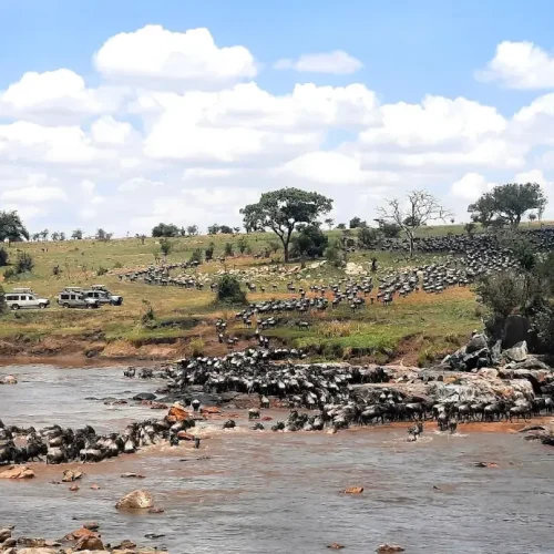 Great migration Serengeti National Park