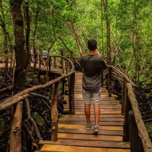 guided-walk-jozani-forest-zanzibar