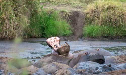 hippo in a pond in serengeti national park