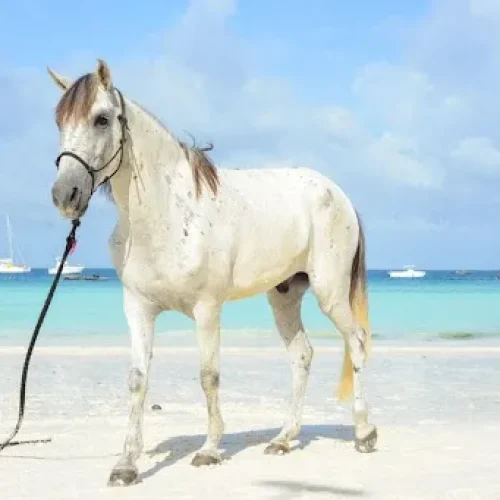 horse riding zanzibar beach with kiwoito africa safaris