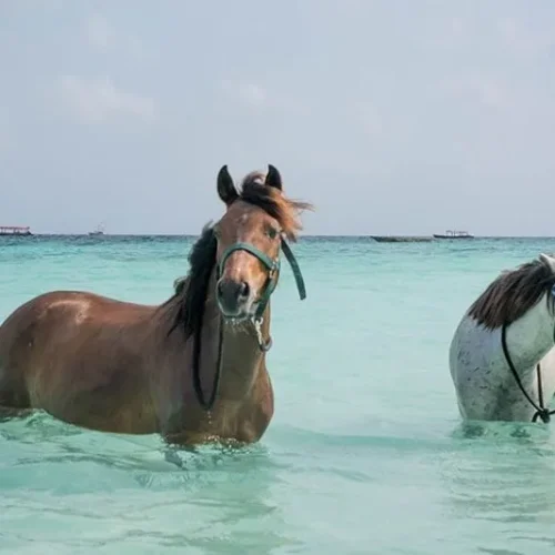 horseback riding on zanzibar beach