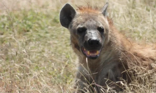 hyena-serengeti-national-park