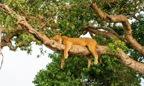lake-manyara-tree-climbing-lions