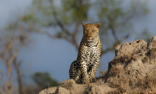 leopard-in-serengeti-national-park