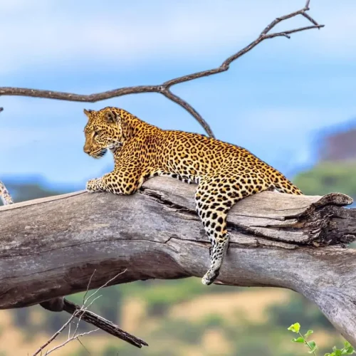 Leopard in a tree Serengeti National Park