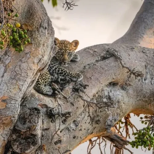 Leopard resting Tarangire National park